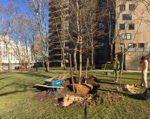 Glibly, RIOC Announces Planting Replacement Trees on Rivercross Lawn New tree planting, Rivercross lawn.