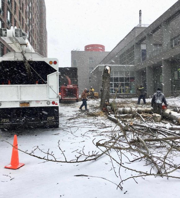 PS/IS 217 Strengthens Its Hold As Roosevelt Island's Worst Neighbor PS/IS scheduled removal of the trees for a snowy, Saturday morning.