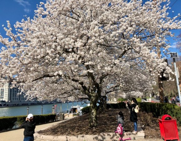 Roosevelt Island, April 2020, In Pictures Cherry Blossoms, Roosevelt Island, April 2020