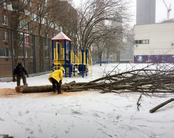 At PS/IS 217 After the Green Roofs Campaign: Damaging the Environment After destroying all the trees on PS/IS's north side, a contractor began working down the row of healthy trees in the playground.