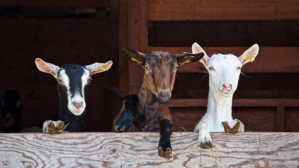 How Farming Wrecked the Modern World Goats